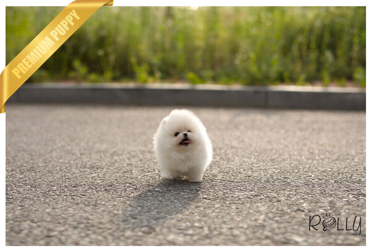 Rolly Teacup Puppies (Purchased by Cravens)Pegasus - Pomeranian. M.