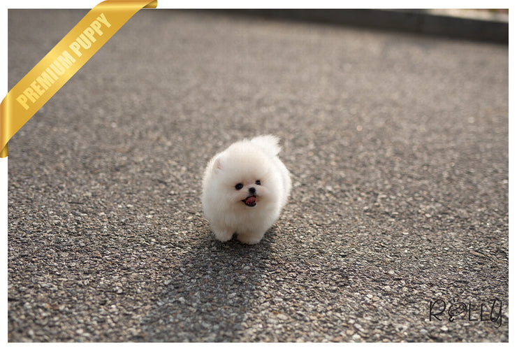 Rolly Teacup Puppies (Purchased by Cravens)Pegasus - Pomeranian. M.