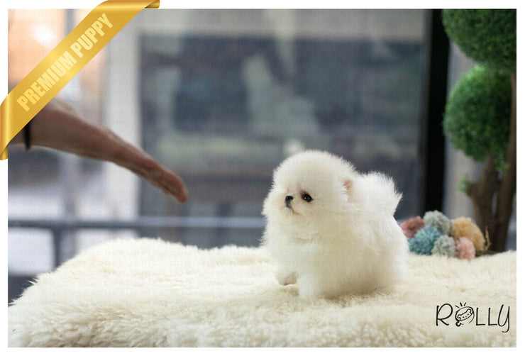 Rolly Teacup Puppies (Purchased by Cravens)Pegasus - Pomeranian. M.