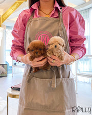 Rolly Teacup Puppies PENNY - FEMALE (PURCHASED by SILVESTRY).