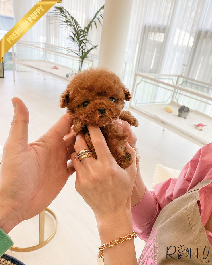 Rolly Teacup Puppies PENNY - FEMALE (PURCHASED by SILVESTRY).