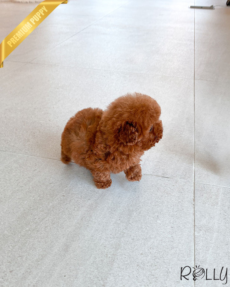 Rolly Teacup Puppies PENNY - FEMALE (PURCHASED by SILVESTRY).