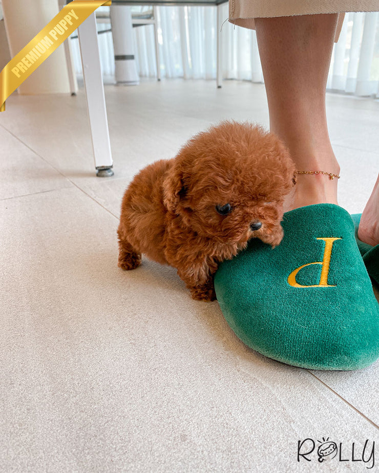Rolly Teacup Puppies PENNY - FEMALE (PURCHASED by SILVESTRY).
