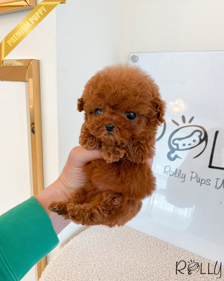 Rolly Teacup Puppies PENNY - FEMALE (PURCHASED by SILVESTRY).
