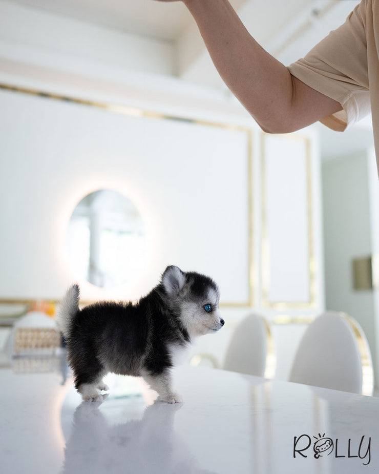 Rolly Teacup Puppies PEPPER - FEMALE (PURCHASED by LIM).