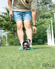 Rolly Teacup Puppies PEPPER - FEMALE (PURCHASED by LIM).