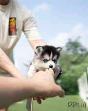 Rolly Teacup Puppies PEPPER - FEMALE (PURCHASED by LIM).