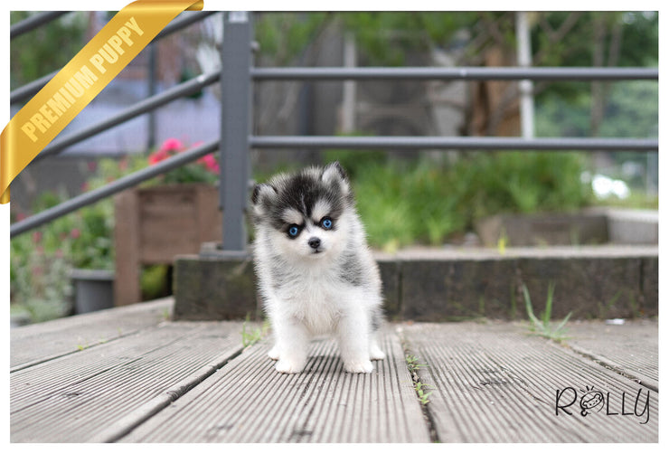 Rolly Teacup Puppies PEPPER - FEMALE (PURCHASED by Muzard).