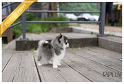 Rolly Teacup Puppies PEPPER - FEMALE (PURCHASED by Muzard).