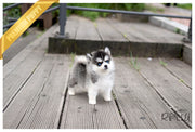 Rolly Teacup Puppies PEPPER - FEMALE (PURCHASED by Muzard).