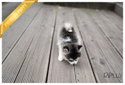 Rolly Teacup Puppies PEPPER - FEMALE (PURCHASED by Muzard).