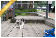 Rolly Teacup Puppies PEPPER - FEMALE (PURCHASED by Muzard).