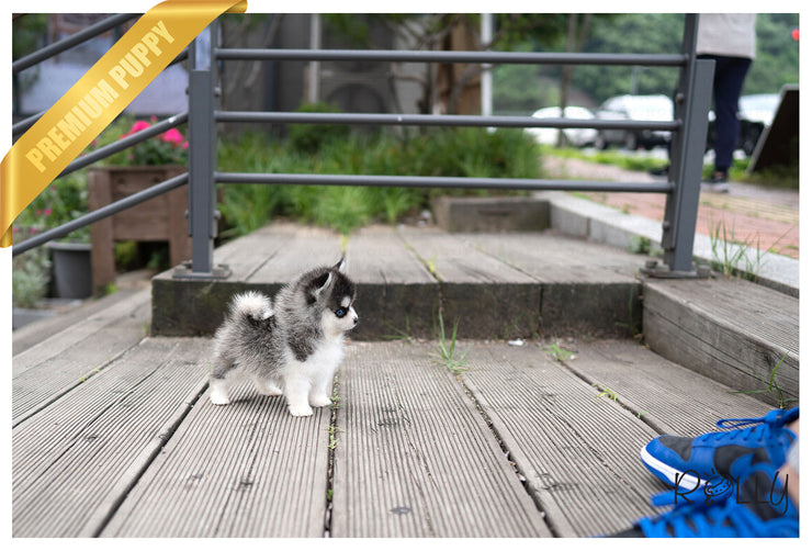 Rolly Teacup Puppies PEPPER - FEMALE (PURCHASED by Muzard).