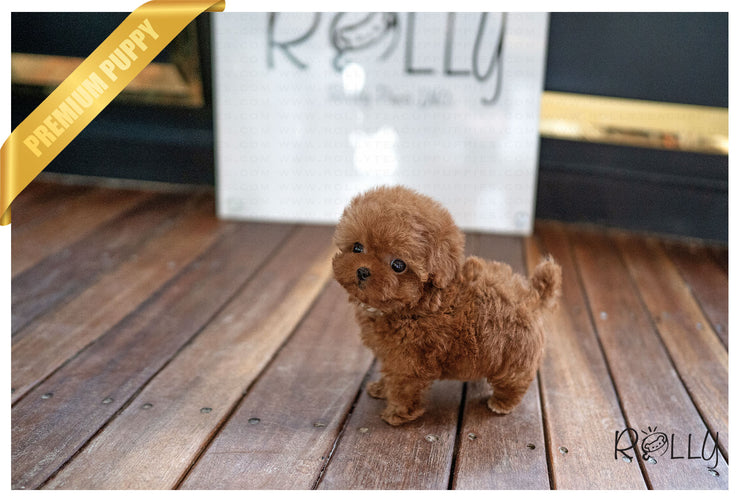 Rolly Teacup Puppies (PURCHASED by Jordan) PERSIMMON - Poodle. F.