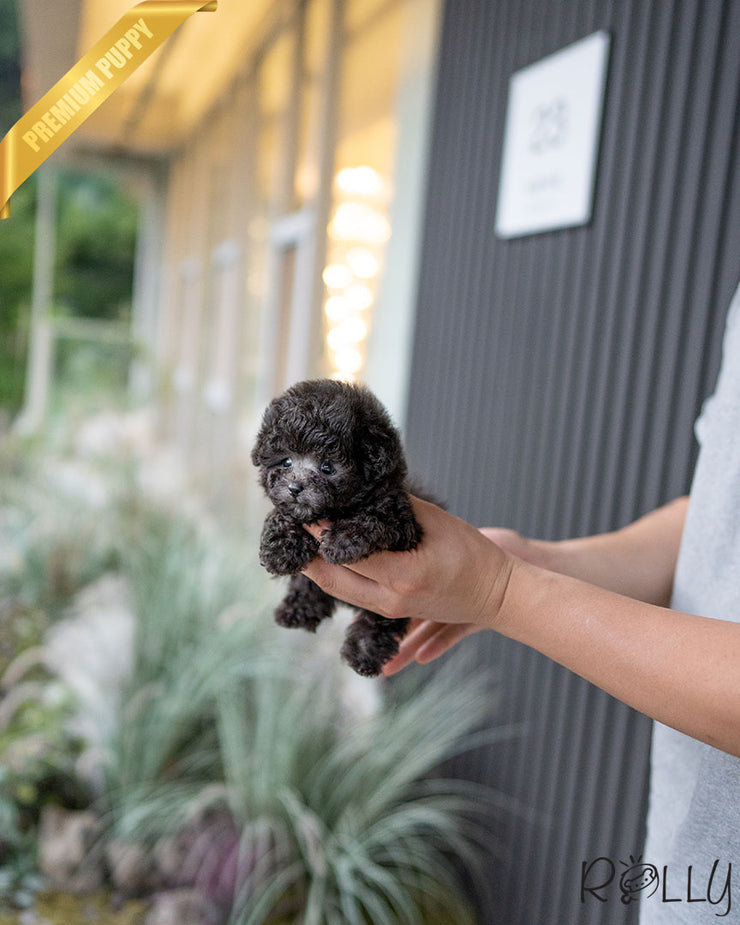 Rolly Teacup Puppies PLATA - MALE (PURCHASED by ROTMAN).