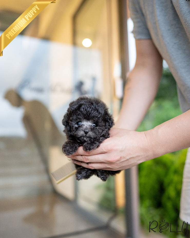 Rolly Teacup Puppies PLATA - MALE (PURCHASED by ROTMAN).