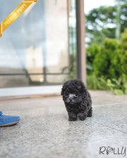 Rolly Teacup Puppies PLATA - MALE (PURCHASED by ROTMAN).