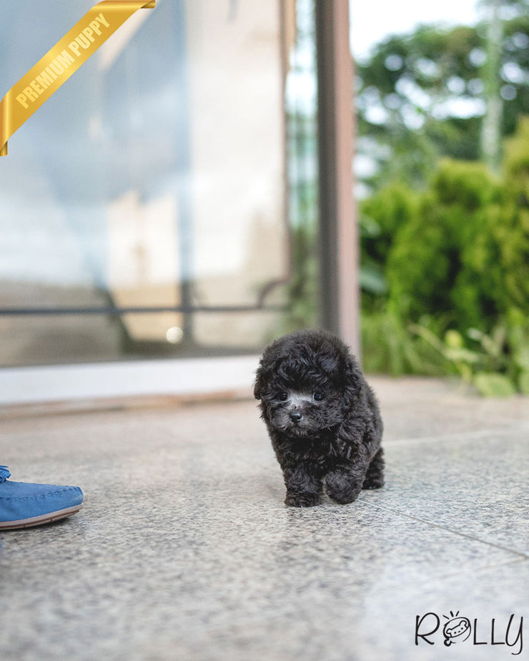 Rolly Teacup Puppies PLATA - MALE (PURCHASED by ROTMAN).