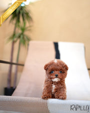 POLLY - FEMALE (PURCHASED by ANDRIOSOPOULOS)