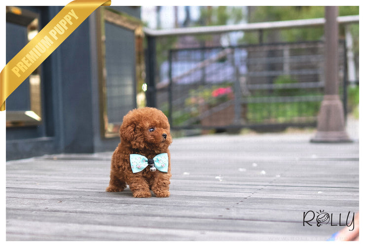 Rolly Teacup Puppies (PURCHASED by Ortiz) PRECIOUS - Poodle. F.