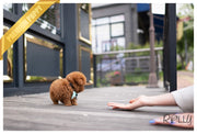 Rolly Teacup Puppies (PURCHASED by Ortiz) PRECIOUS - Poodle. F.