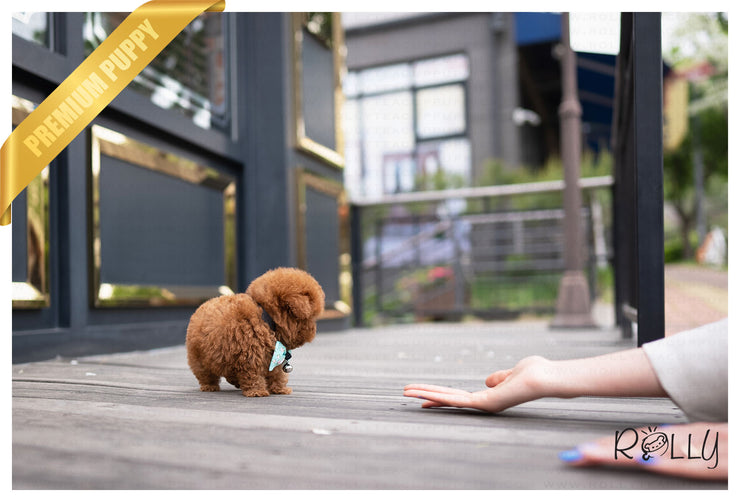Rolly Teacup Puppies (PURCHASED by Ortiz) PRECIOUS - Poodle. F.