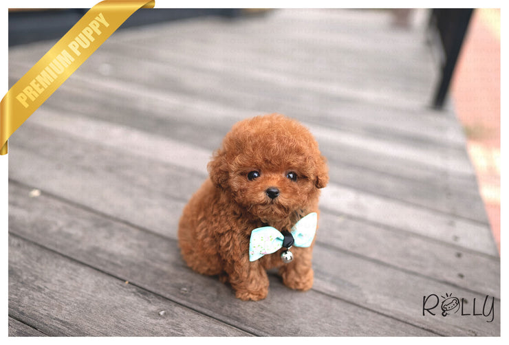 Rolly Teacup Puppies (PURCHASED by Ortiz) PRECIOUS - Poodle. F.
