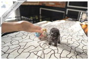Rolly Teacup Puppies PRINCESS - FEMALE (PURCHASED by MAY).