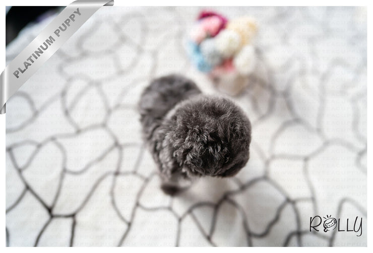 Rolly Teacup Puppies PRINCESS - FEMALE (PURCHASED by MAY).