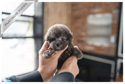 Rolly Teacup Puppies PRINCESS - FEMALE (PURCHASED by MAY).