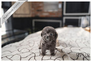 Rolly Teacup Puppies PRINCESS - FEMALE (PURCHASED by MAY).