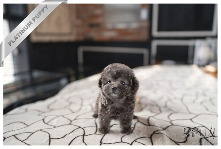 Rolly Teacup Puppies PRINCESS - FEMALE (PURCHASED by MAY).