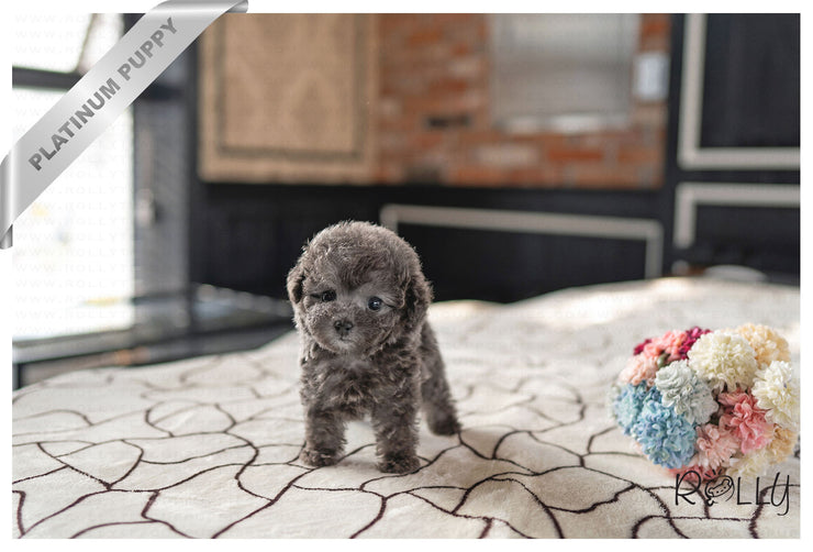 Rolly Teacup Puppies PRINCESS - FEMALE (PURCHASED by MAY).