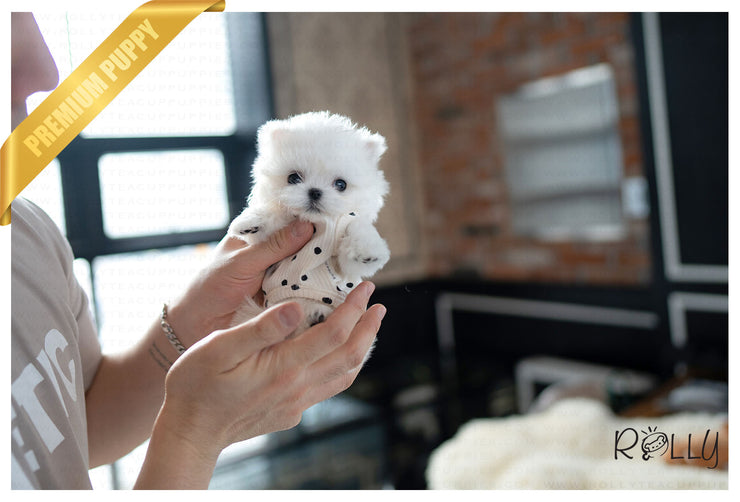 Rolly Teacup Puppies PRINCE - MALE (PURCHASED by HOANG).