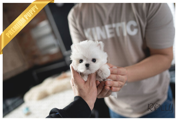 Rolly Teacup Puppies PRINCE - MALE (PURCHASED by HOANG).