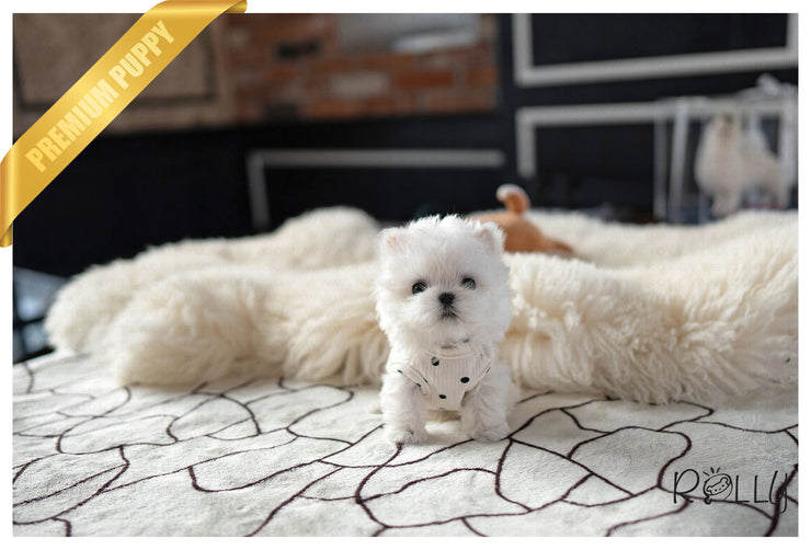Rolly Teacup Puppies PRINCE - MALE (PURCHASED by HOANG).