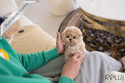Rolly Teacup Puppies PARIS - FEMALE (PURCHASED by PRABHAKAREN).