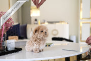 Rolly Teacup Puppies PARIS - FEMALE (PURCHASED by PRABHAKAREN).