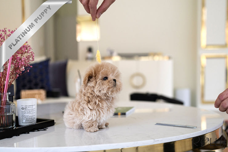 Rolly Teacup Puppies PARIS - FEMALE (PURCHASED by PRABHAKAREN).