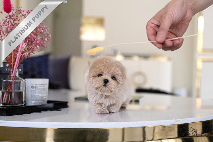 Rolly Teacup Puppies PARIS - FEMALE (PURCHASED by PRABHAKAREN).