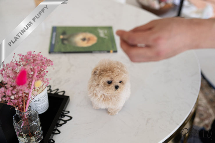Rolly Teacup Puppies PARIS - FEMALE (PURCHASED by PRABHAKAREN).