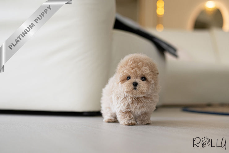 Rolly Teacup Puppies PARIS - FEMALE (PURCHASED by PRABHAKAREN).