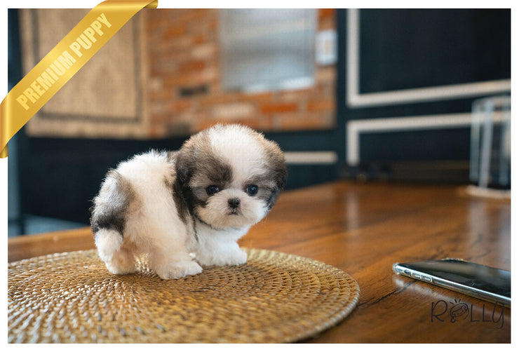 Rolly Teacup Puppies (PURCHASED by Barnett) MIMI - Maltipoo. F.