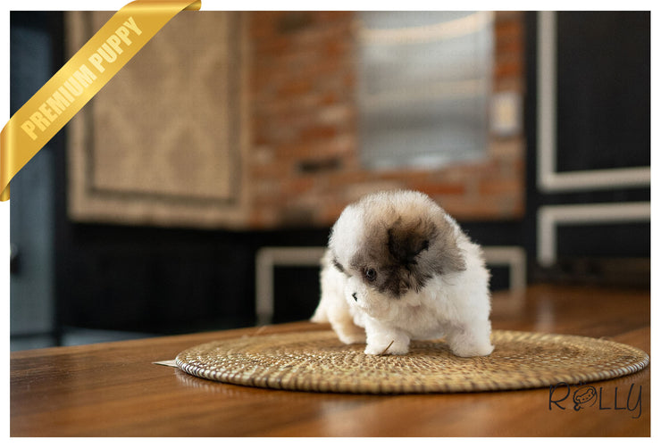 Rolly Teacup Puppies (PURCHASED by Barnett) MIMI - Maltipoo. F.