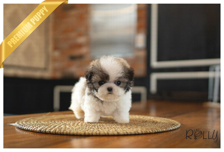 Rolly Teacup Puppies (PURCHASED by Barnett) MIMI - Maltipoo. F.