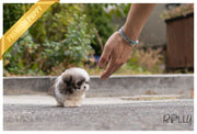 Rolly Teacup Puppies (PURCHASED by Barnett) MIMI - Maltipoo. F.