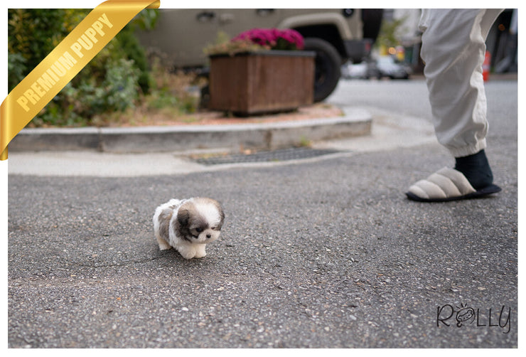Rolly Teacup Puppies (PURCHASED by Barnett) MIMI - Maltipoo. F.