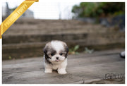 Rolly Teacup Puppies (PURCHASED by Barnett) MIMI - Maltipoo. F.