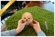 Rolly Teacup Puppies (Purchased by Verbitzky)Peach - Poodle. F.