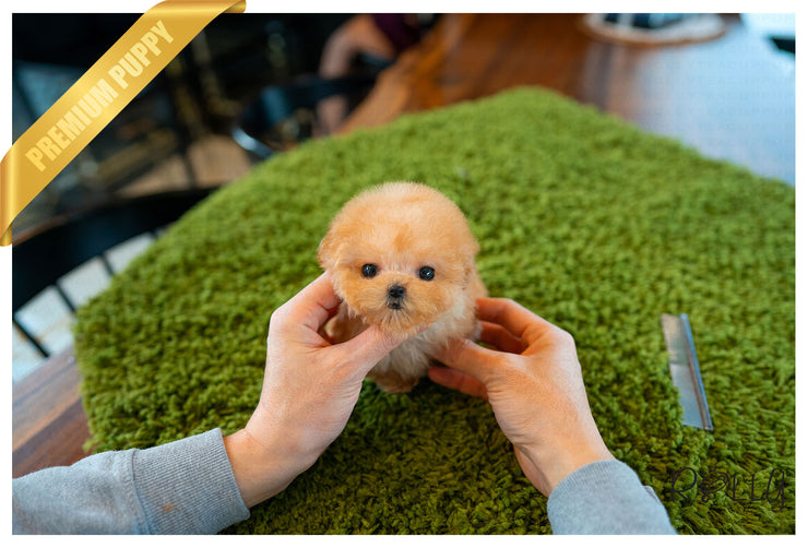 Rolly Teacup Puppies (Purchased by Verbitzky)Peach - Poodle. F.